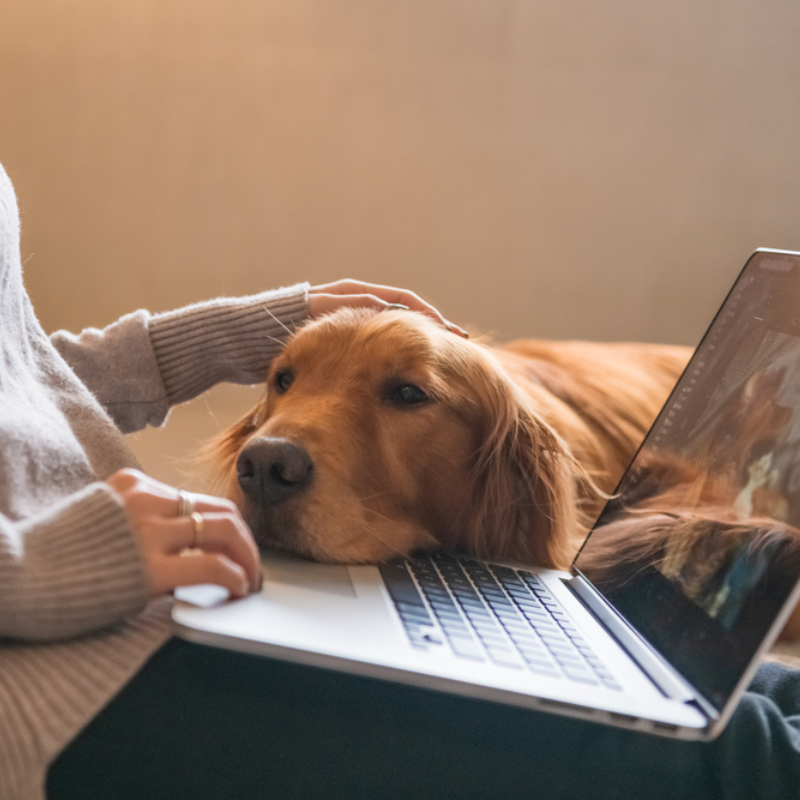Woman with laptop in her lap, with dog resting its head on her laptop.